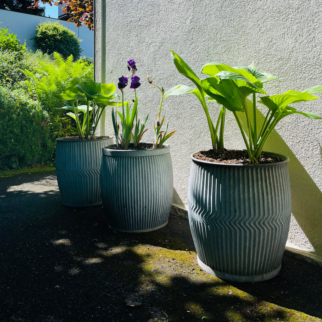 Dolly Tubes aus England