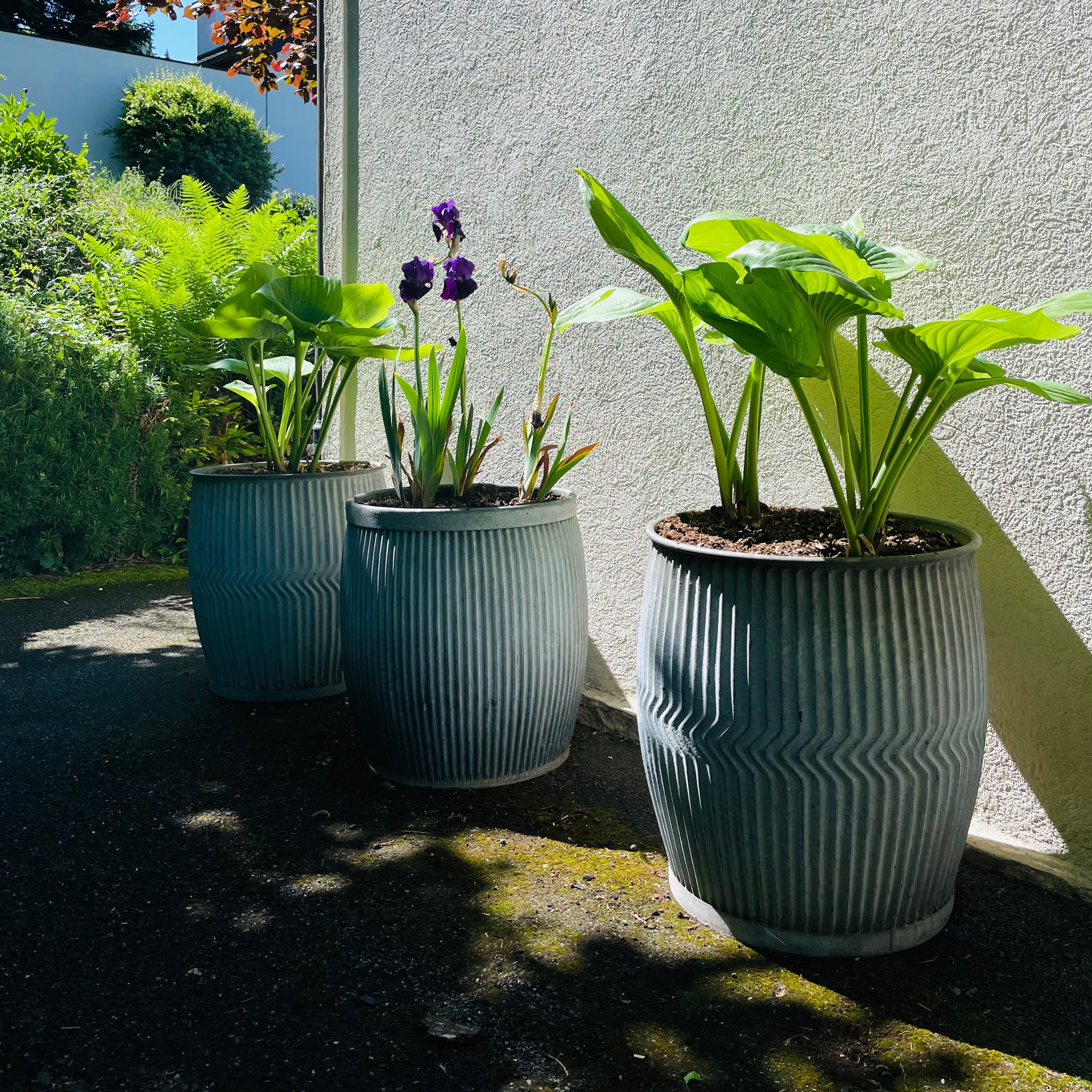 Dolly Tubes aus England